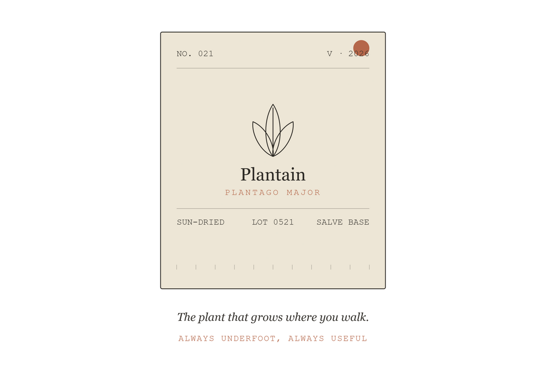 Field Ledger plantain label illustration — Plantago major botanical art