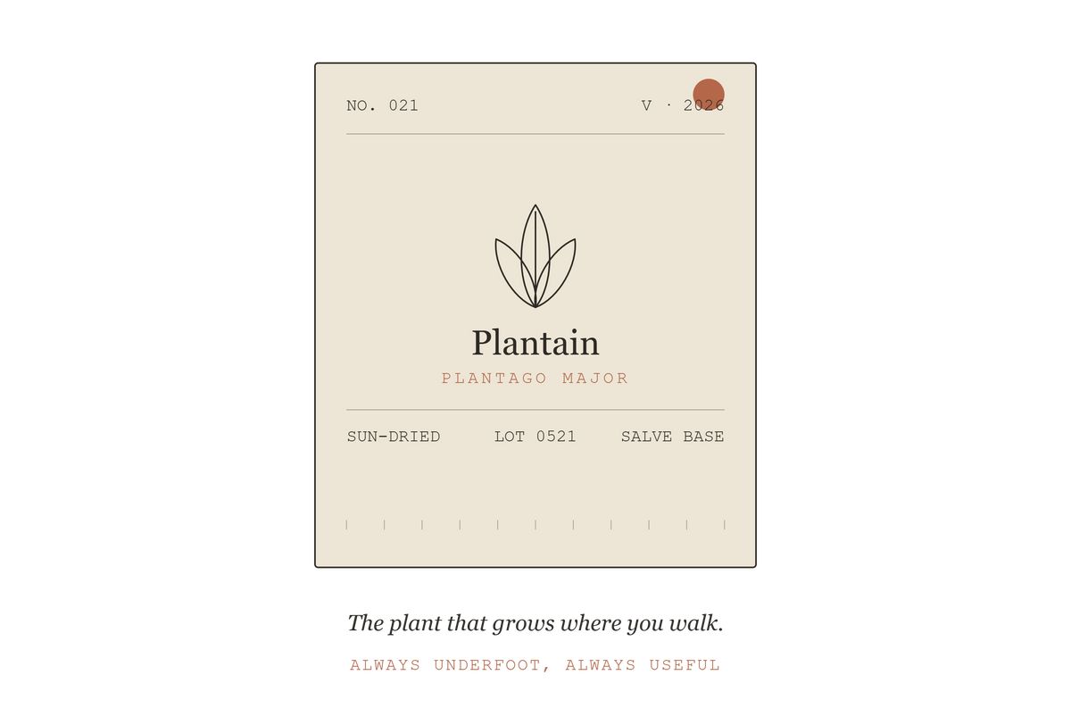 Field Ledger plantain label illustration — Plantago major botanical art