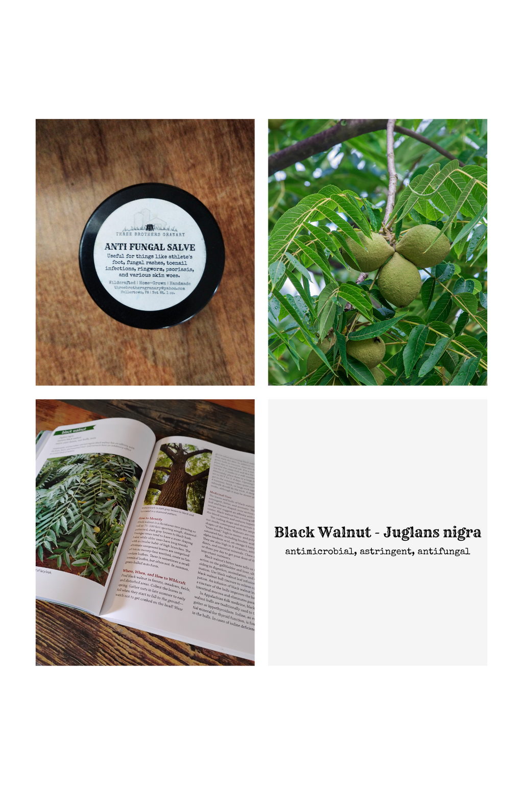 Black Walnut Anti-Fungal Salve | Natural Remedy for Athlete's Foot & Fungal Rashes