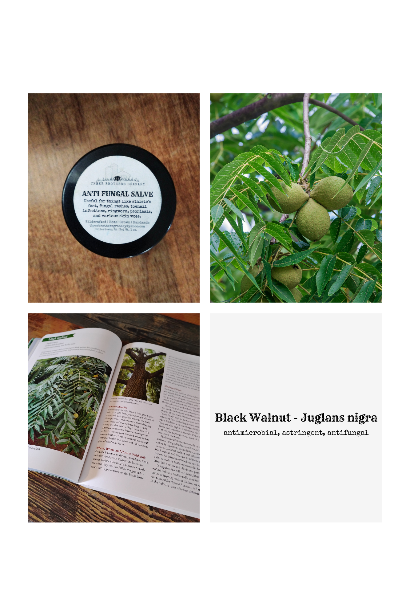 Black Walnut Anti-Fungal Salve | Natural Remedy for Athlete's Foot & Fungal Rashes