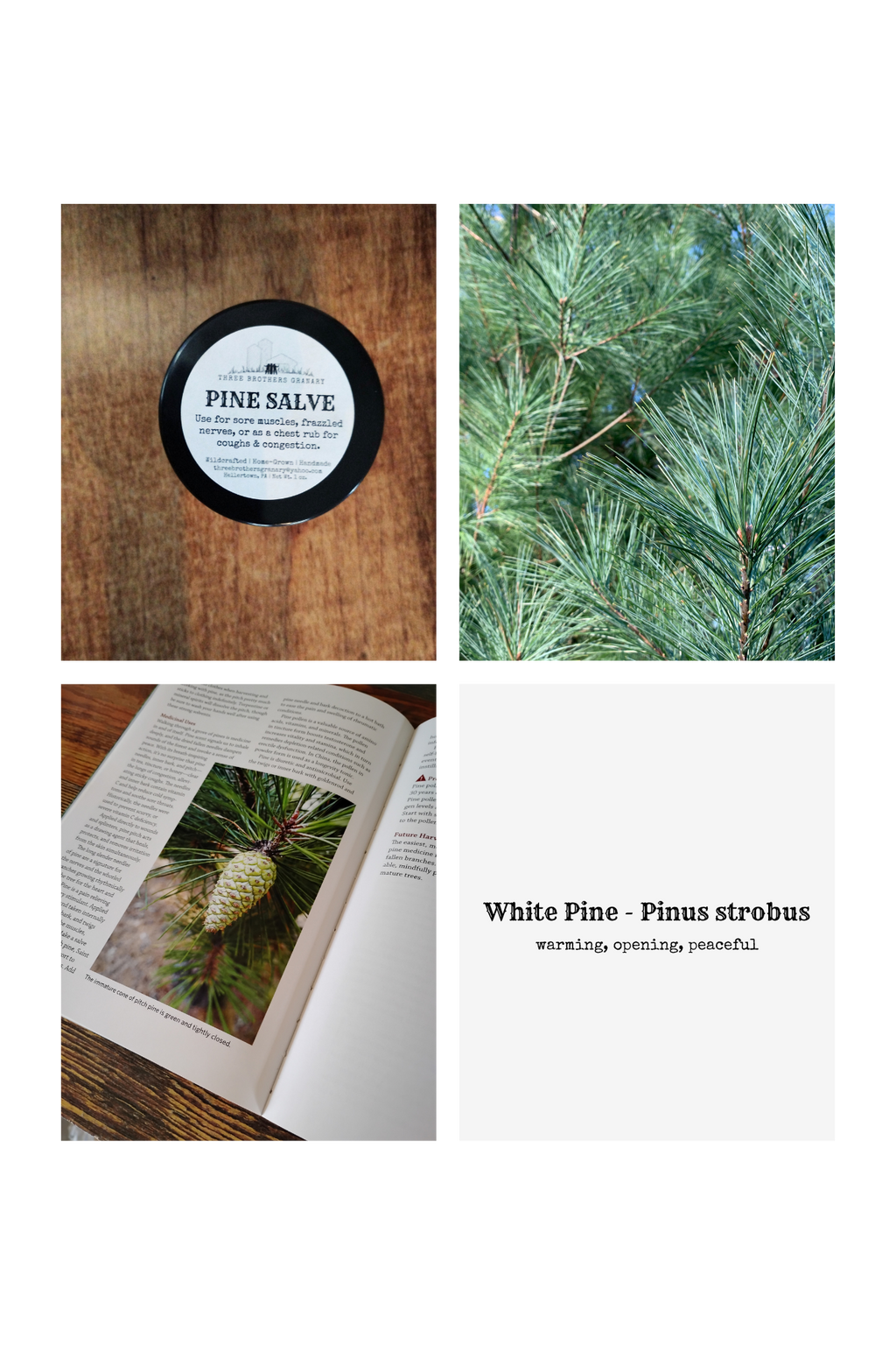 Breath Easy White Pine Salve | Natural Chest Rub | Herbal Vapor Salve