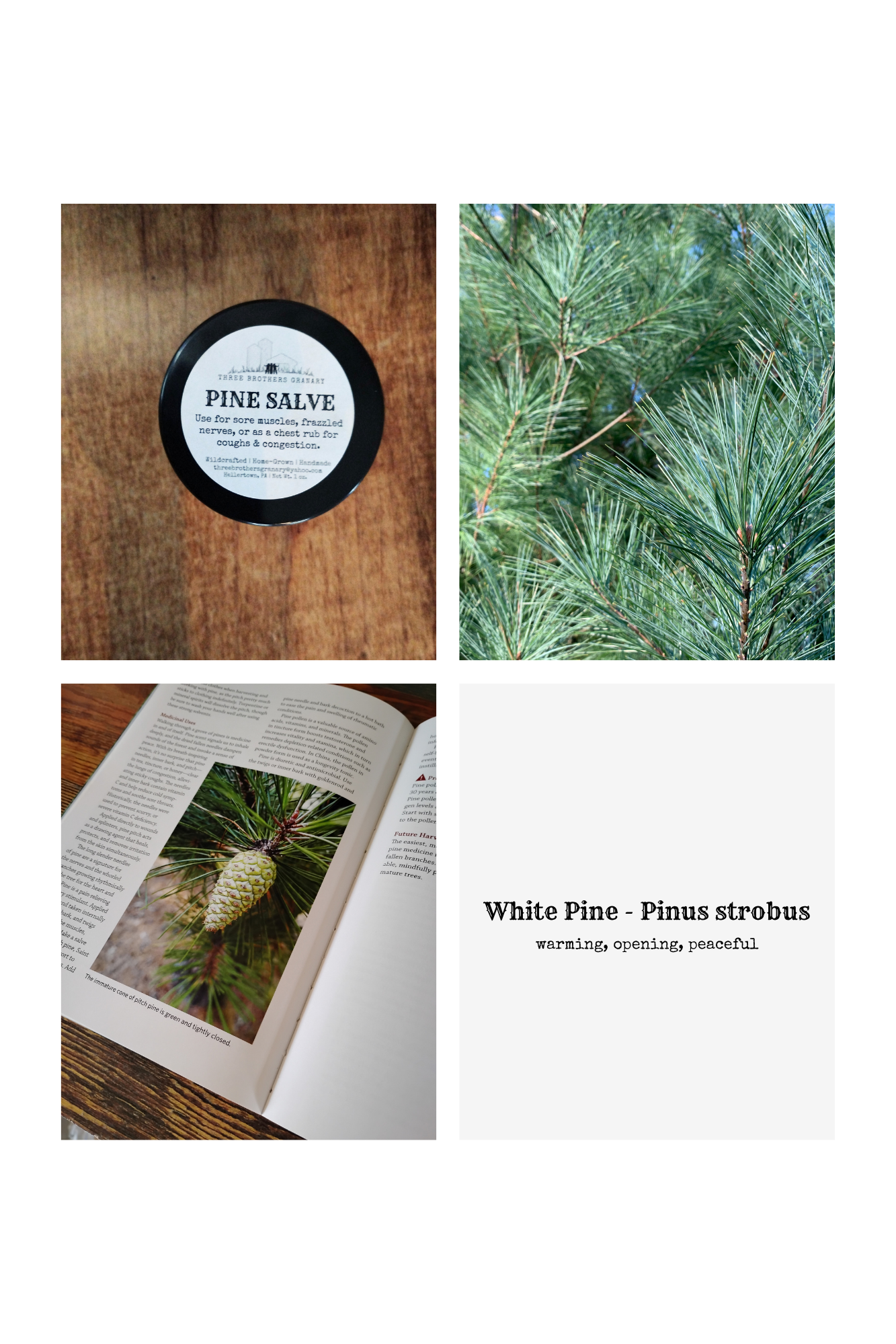 Breath Easy White Pine Salve | Natural Chest Rub | Herbal Vapor Salve